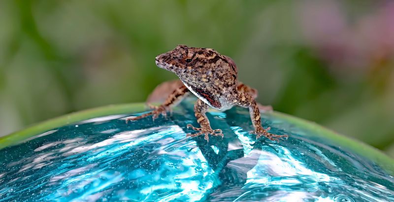 Globetrotting Lizard