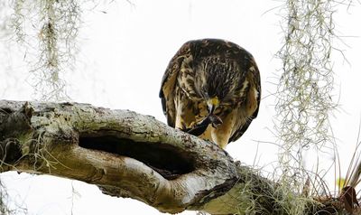 Hawk Dining