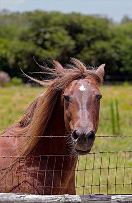 Good Hair Day
