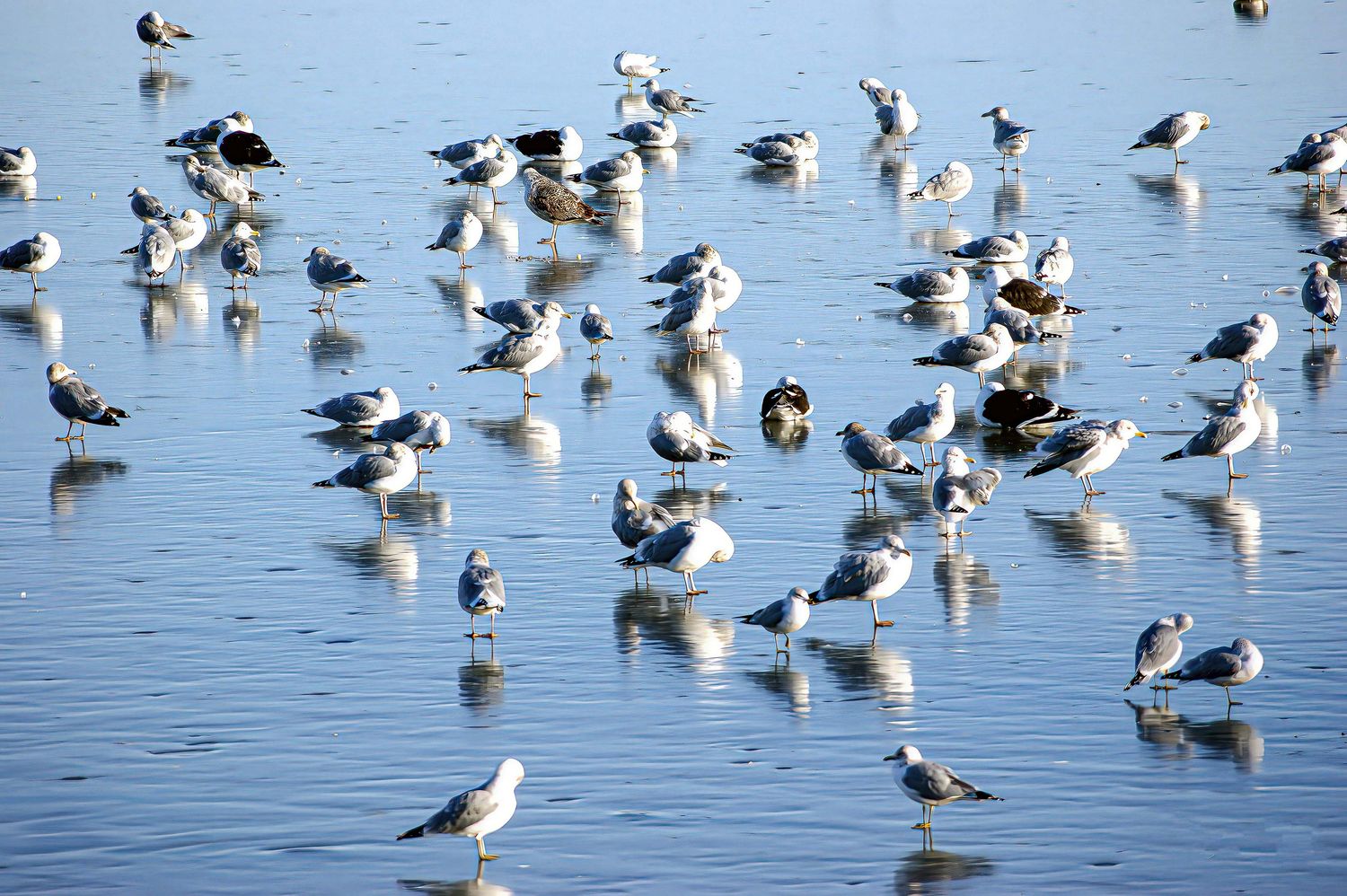 Gulls on Ice