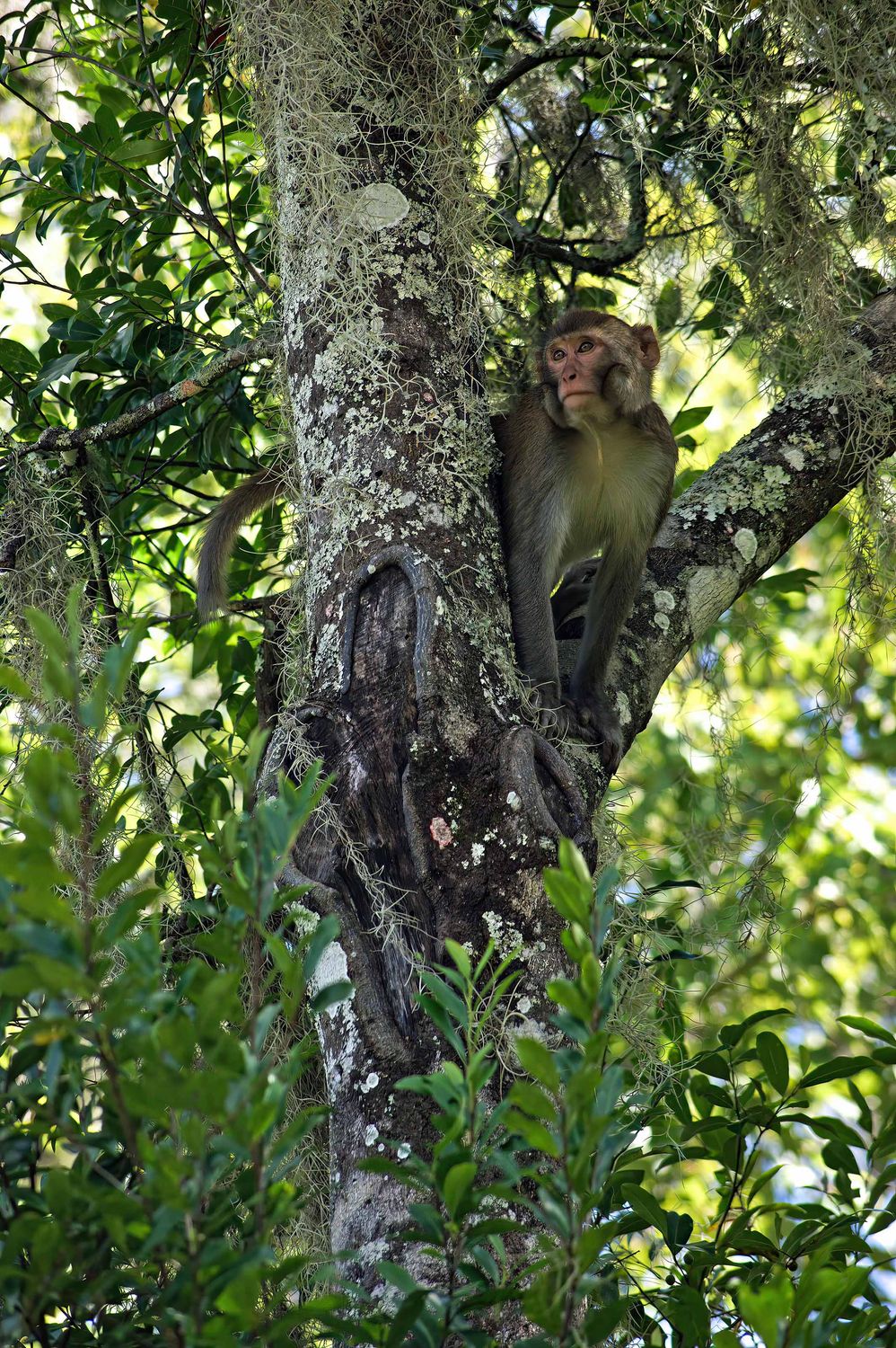 Monkey In A Tree