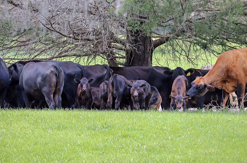 On Three, We Charge!