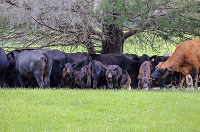 On Three, We Charge!