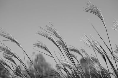 Blowin&#39; In The Wind