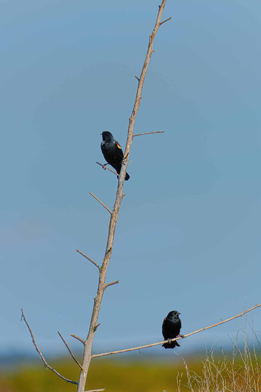 Two Birds on a Branch