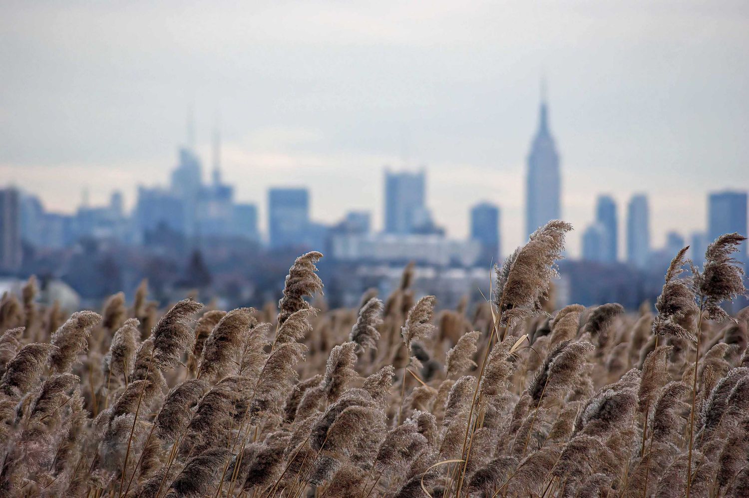 New York From New Jersey