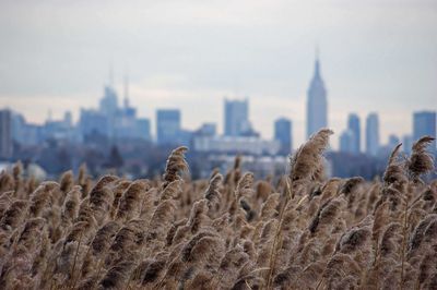 New York From New Jersey