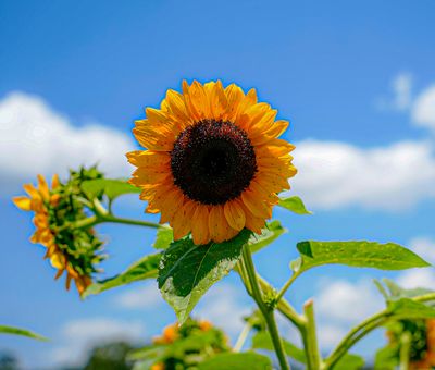 Sunflowers