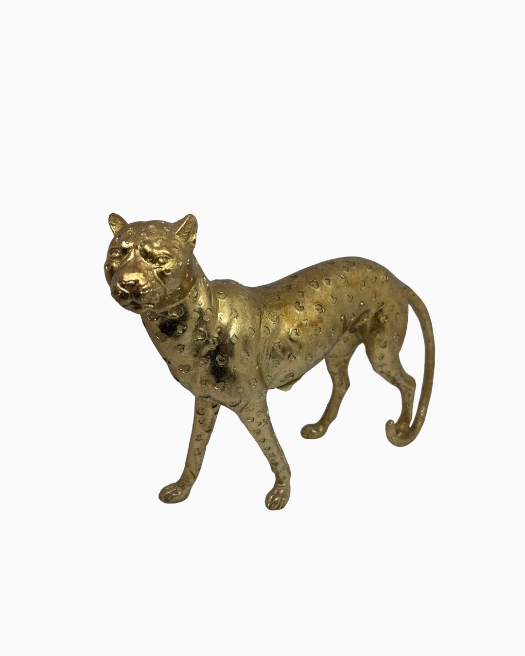 Gold Leopard Stalking