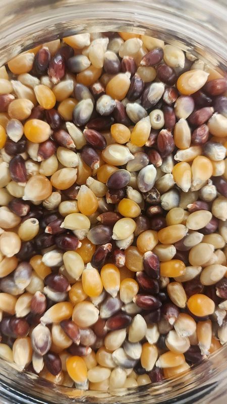 Popcorn Kernels, Multi-Color (Organic)