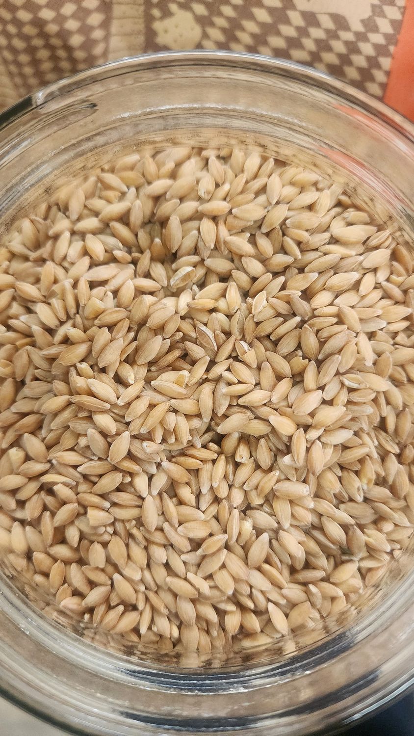 Einkorn Berries, Whole Grain (Organic)