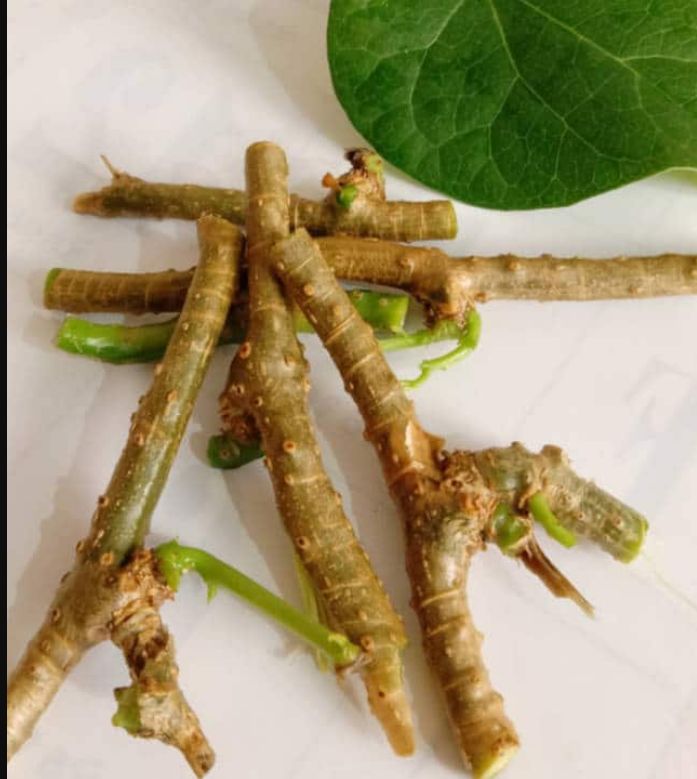 Giloy Stems
