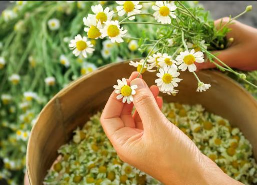 Chamomile Flowers