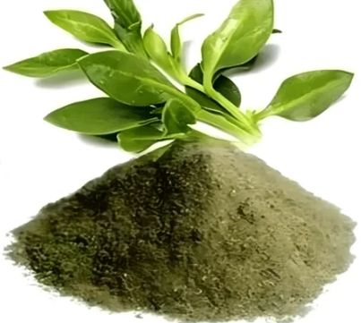 Kalmegh Powder