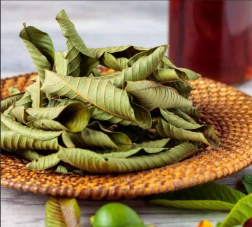 Guava Leaves Dried