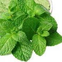 Mint Leaves