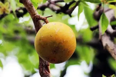 Bel Fruit (Bael) Raw