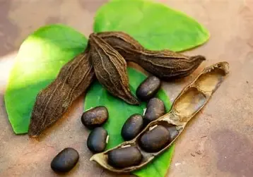 Kaunch Beej (Velvet Bean)