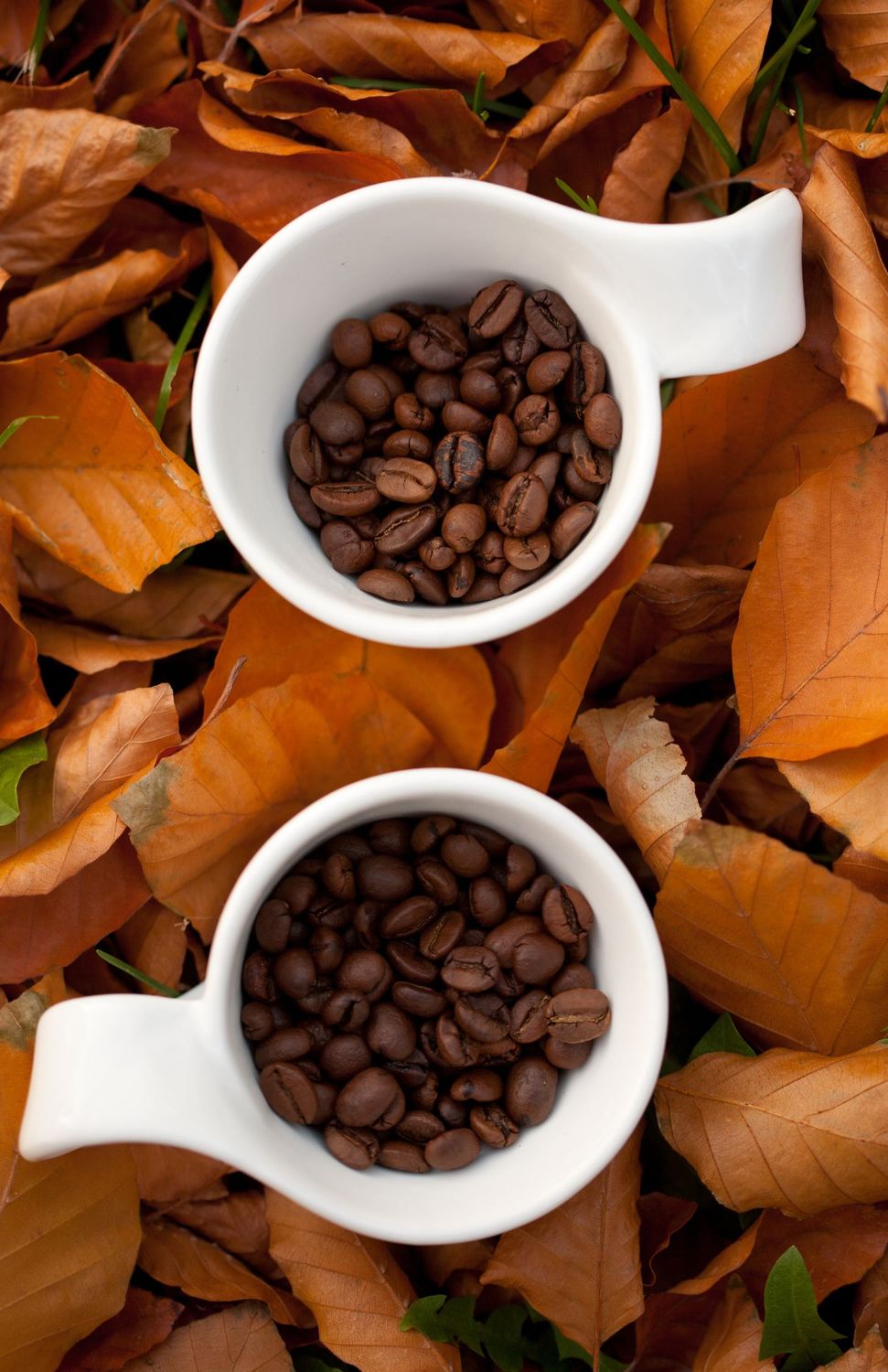 Fall Flavored Coffee Sampler
