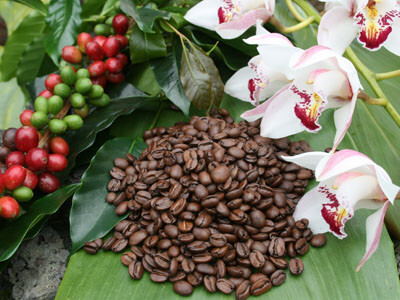 Kona Coffee Blend (P) K-Cups