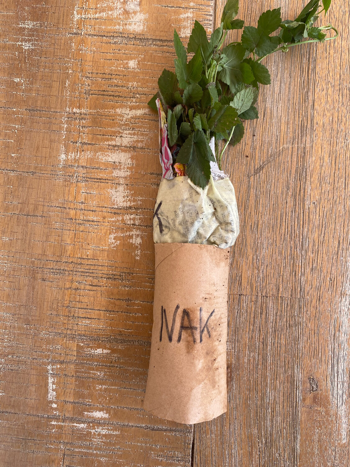 NAK Hop Rhizome