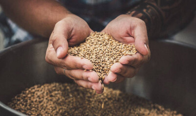 MALT