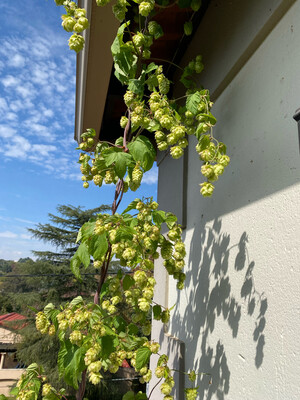 HOPS