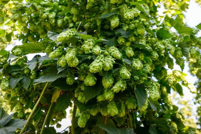 HOP PLANTS