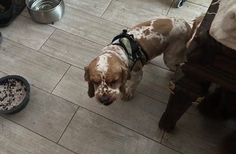 Hank