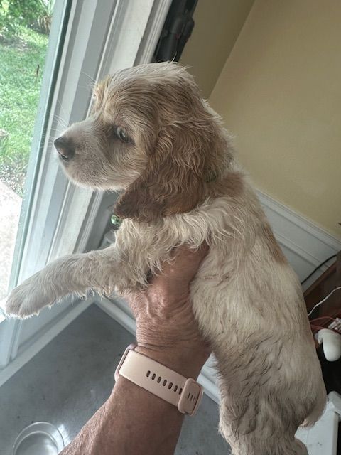 Buddy