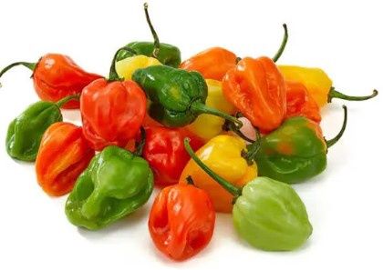 Habenero Pepper (Ata Rodo)