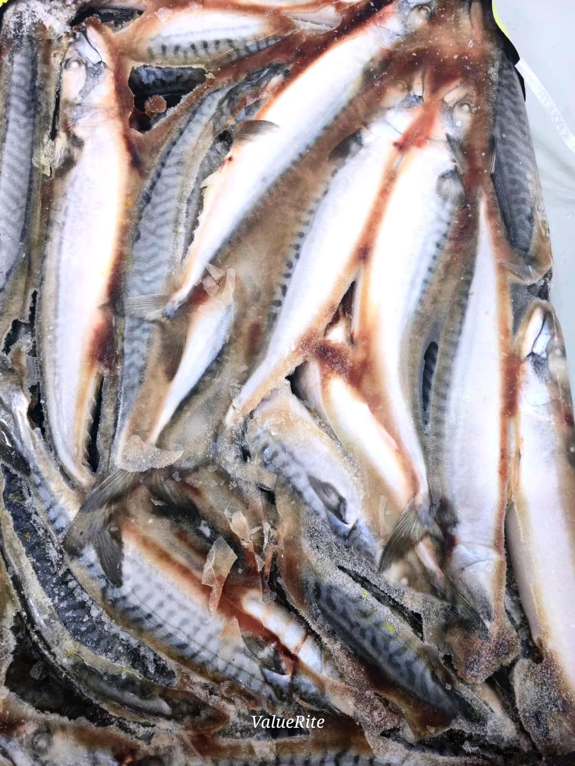 Mackerel Fish (Frozen) Titus