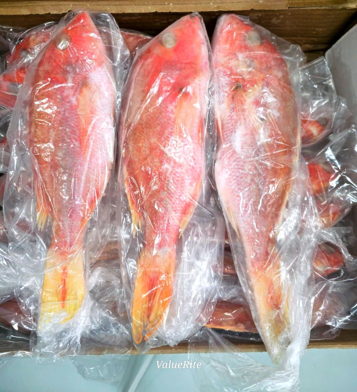 Red Snapper Fish - Frozen, Size: 1LB