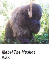 Mabel the Musk Ox
