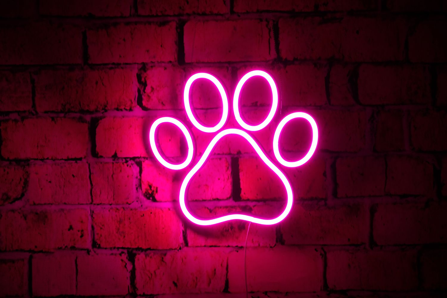 Neon Łapka