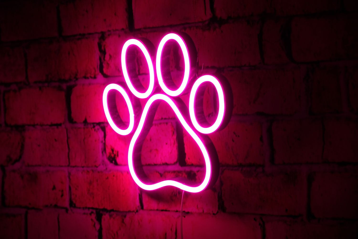 Neon Łapka