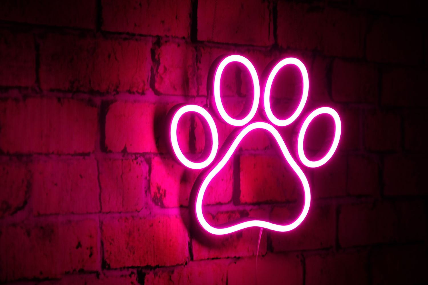 Neon Łapka