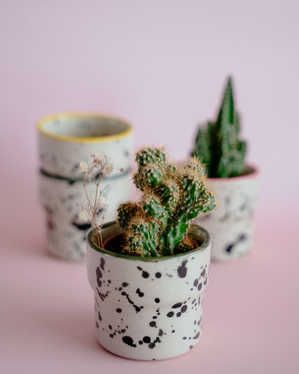 Czarka Dalmatyńczyk - oliwkowa