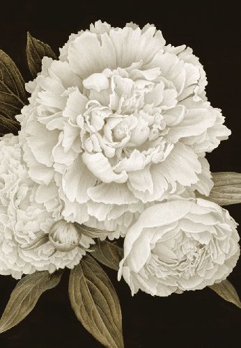 Blooms in Black and White Sympathy