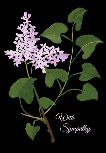 Lilac Sympathy