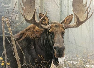 500 pcs - Bull Moose (Robert Bateman)