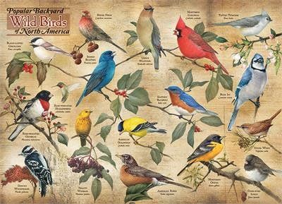 1000 pcs - Popular Backyard Wild Birds Of North America