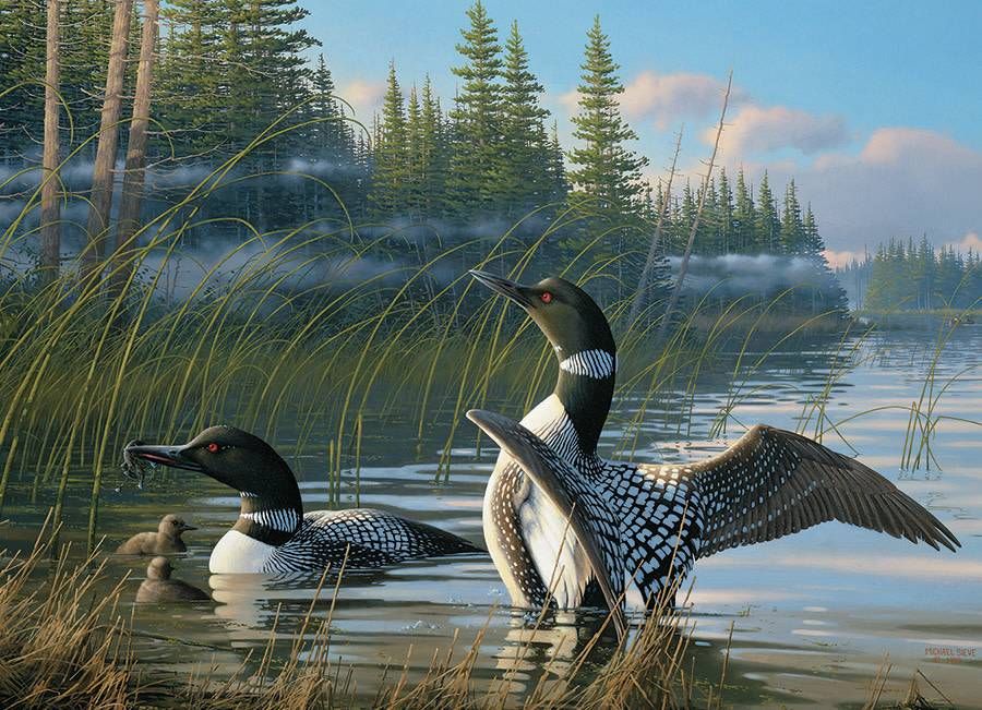 1000 pcs - Common Loons