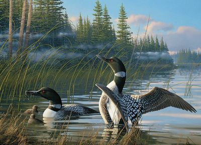 1000 pcs - Common Loons