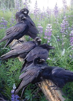 1000 pcs - Raven Rendezvous