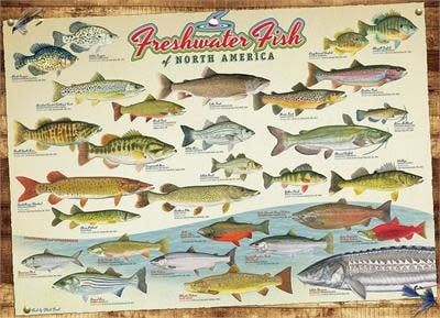 1000 pcs - Freshwater Fish of North America