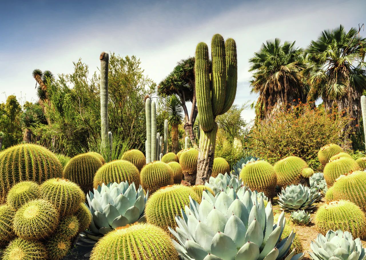 1000 pcs - Huntington Desert Garden, California, USA