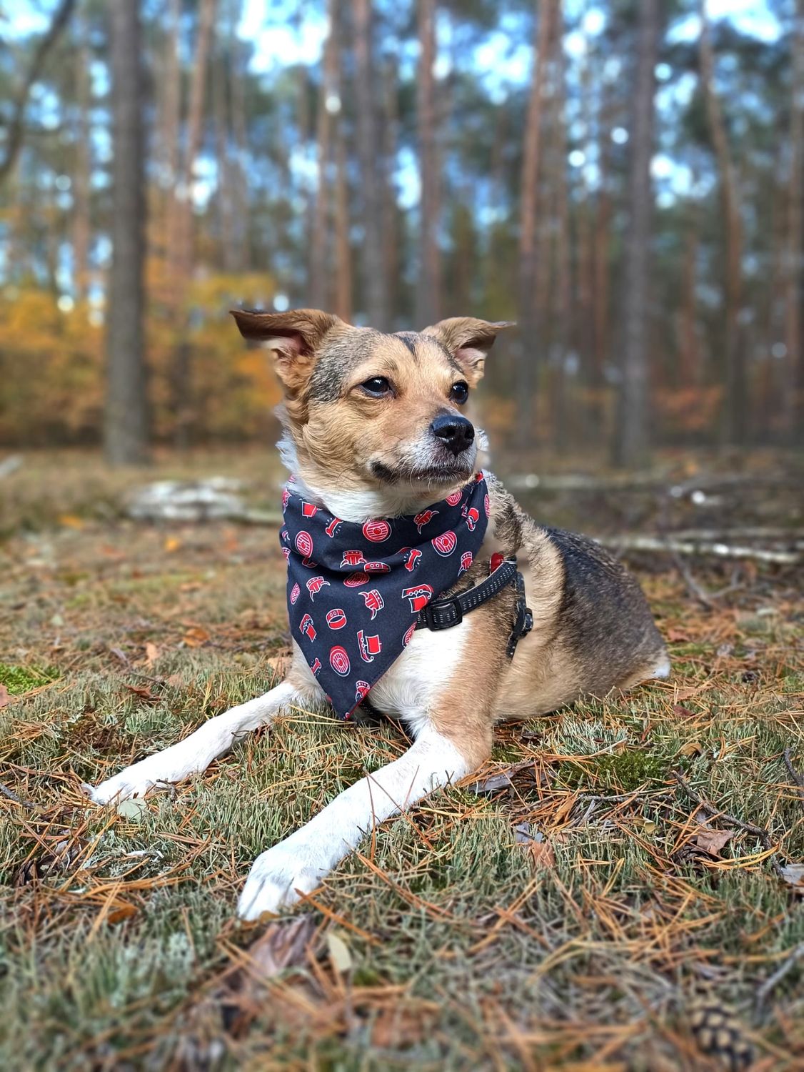 Vikingowa bandana dla psa
