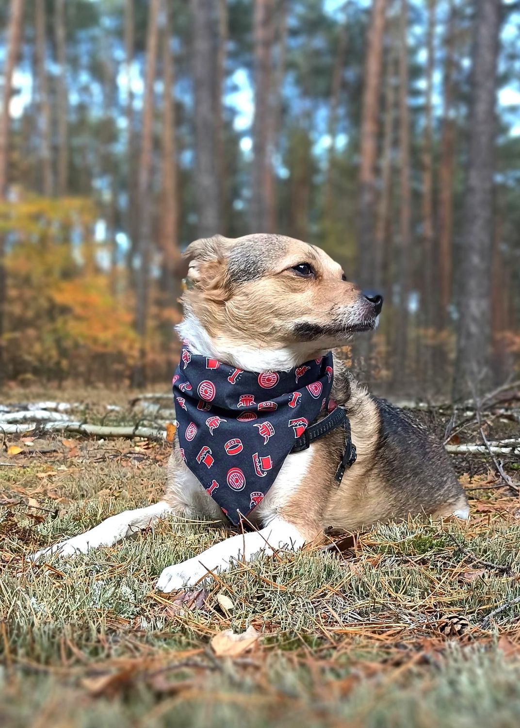 Vikingowa bandana dla psa