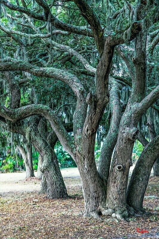 "Live Oak Lane Vibrant Life"
